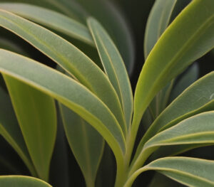 a close up of a plant