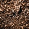 Close-up of wood chips on soil