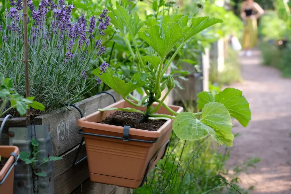 Can You Plant Container Variety Seeds in the Ground?