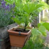 Can You Plant Container Variety Seeds in the Ground?