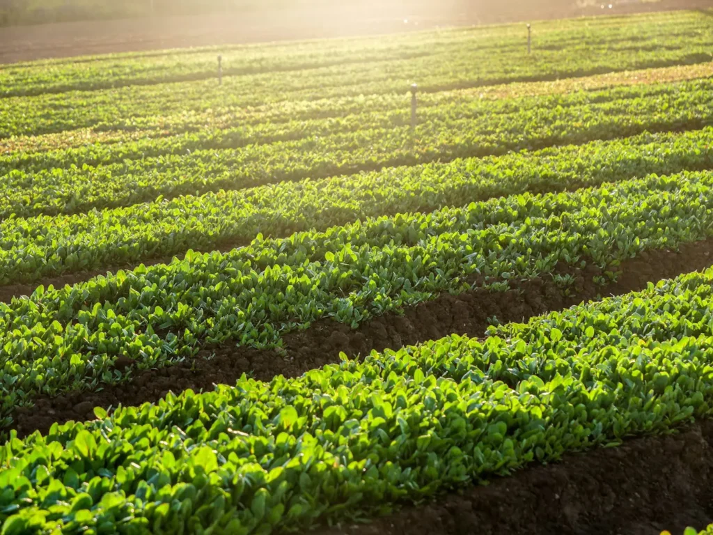 How Long to Leave Soaker Hose on Vegetable Garden?