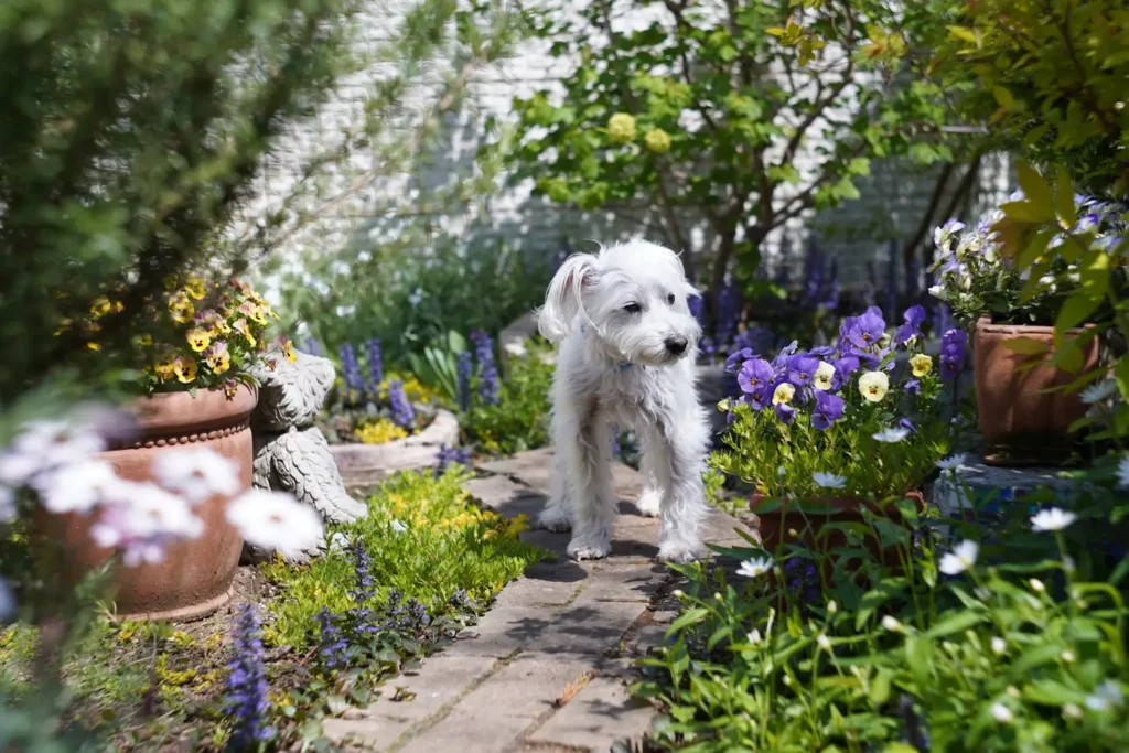 How to Keep Dogs Out of Flower Beds and Gardens