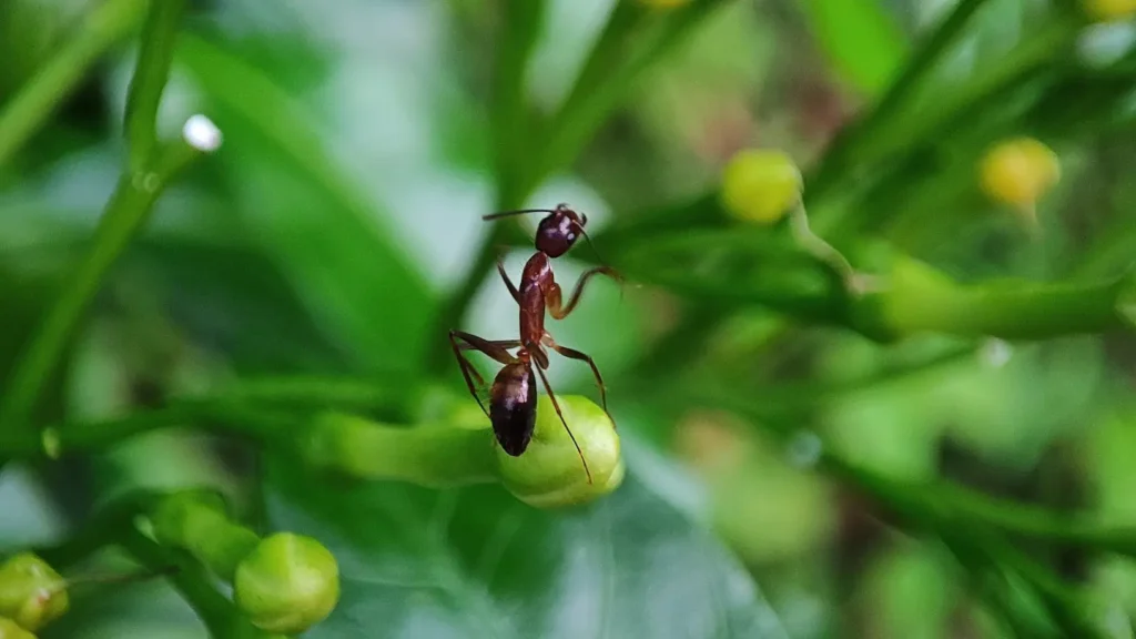 What Eats Ants in the Garden
