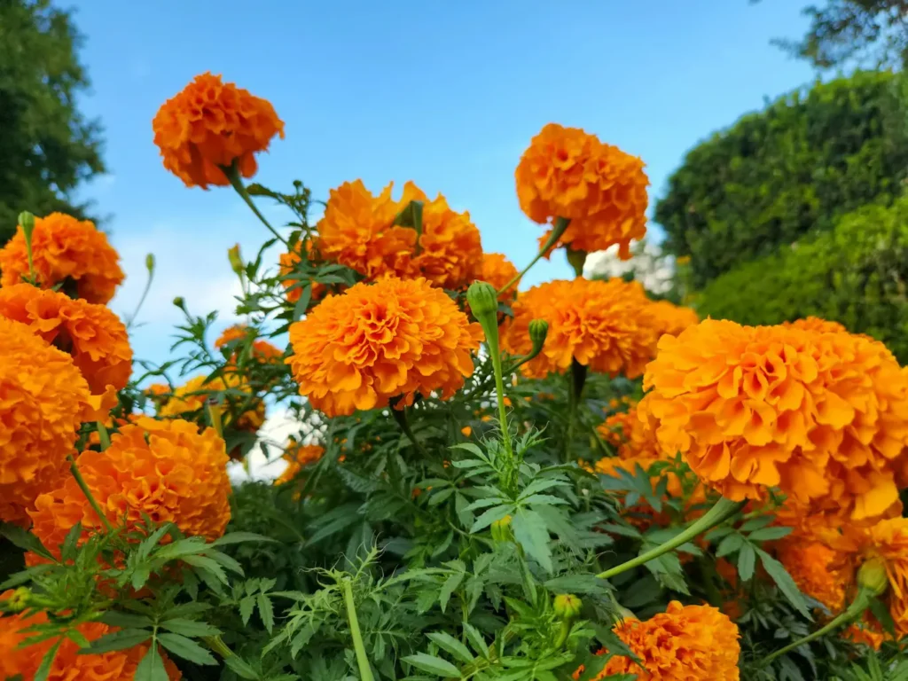 What Eats Marigolds in My Garden?