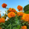 What Eats Marigolds in My Garden?