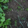 What Is Eating Turnips Leaves in Garden?