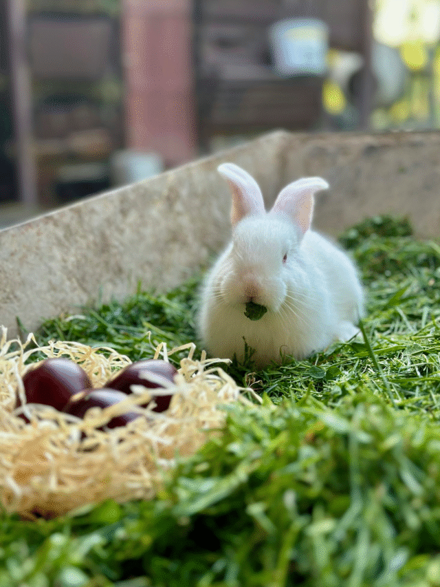 Can Rabbits Eat Garden Peas?