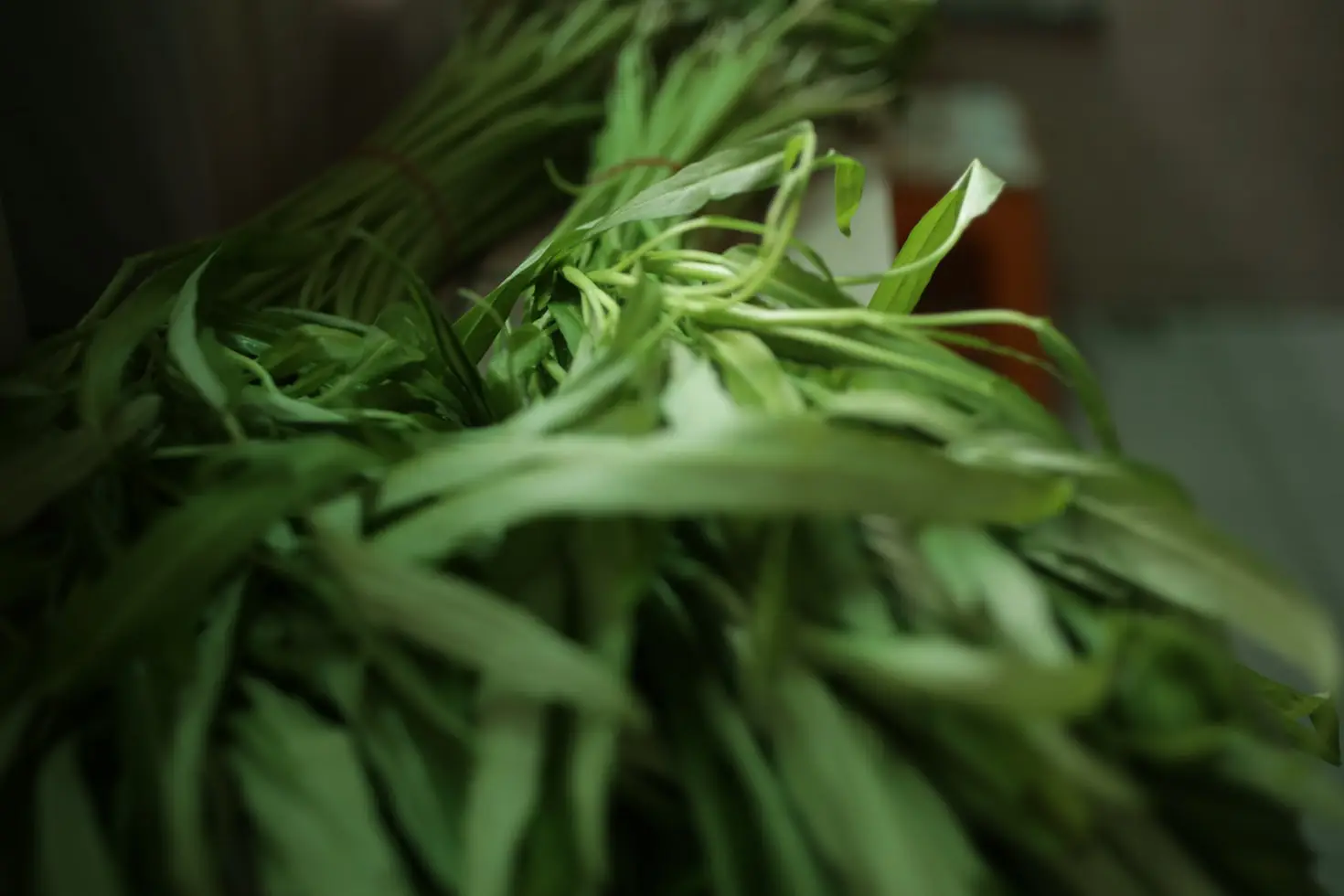 Best Herbs to Grow for Cooking