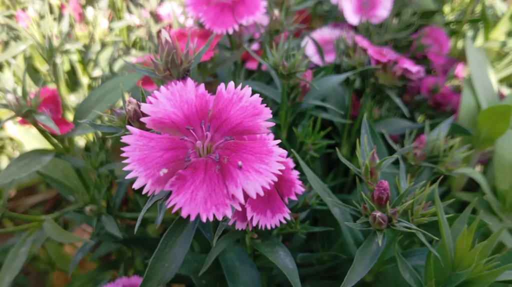 Easy Flowers to Grow