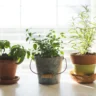 Garden Planters for Herbs