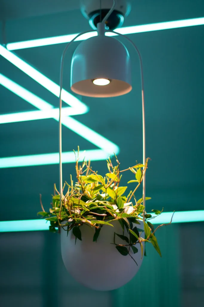 How Long Do You Burn the Hydroponic Light Each Day