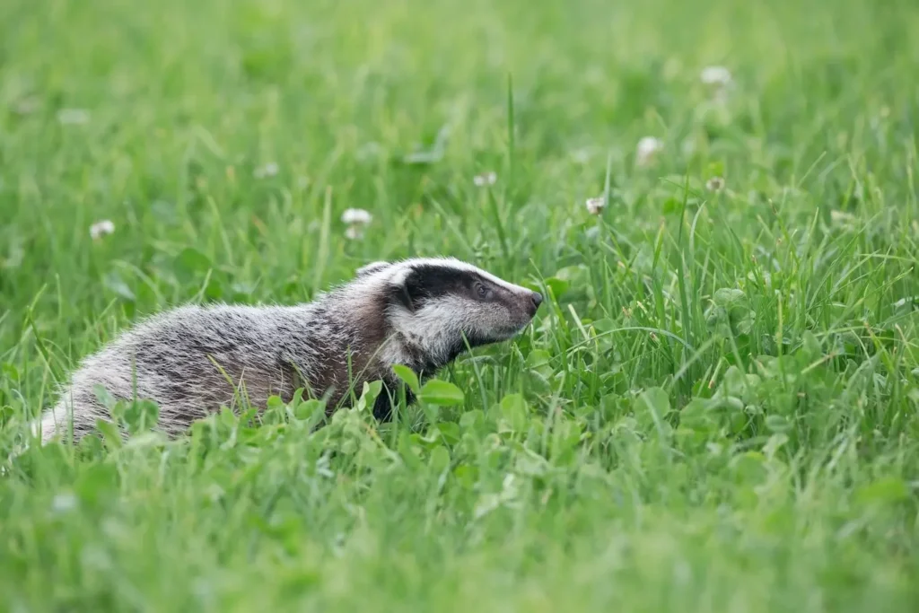 How to Keep Raccoons Out of Garden