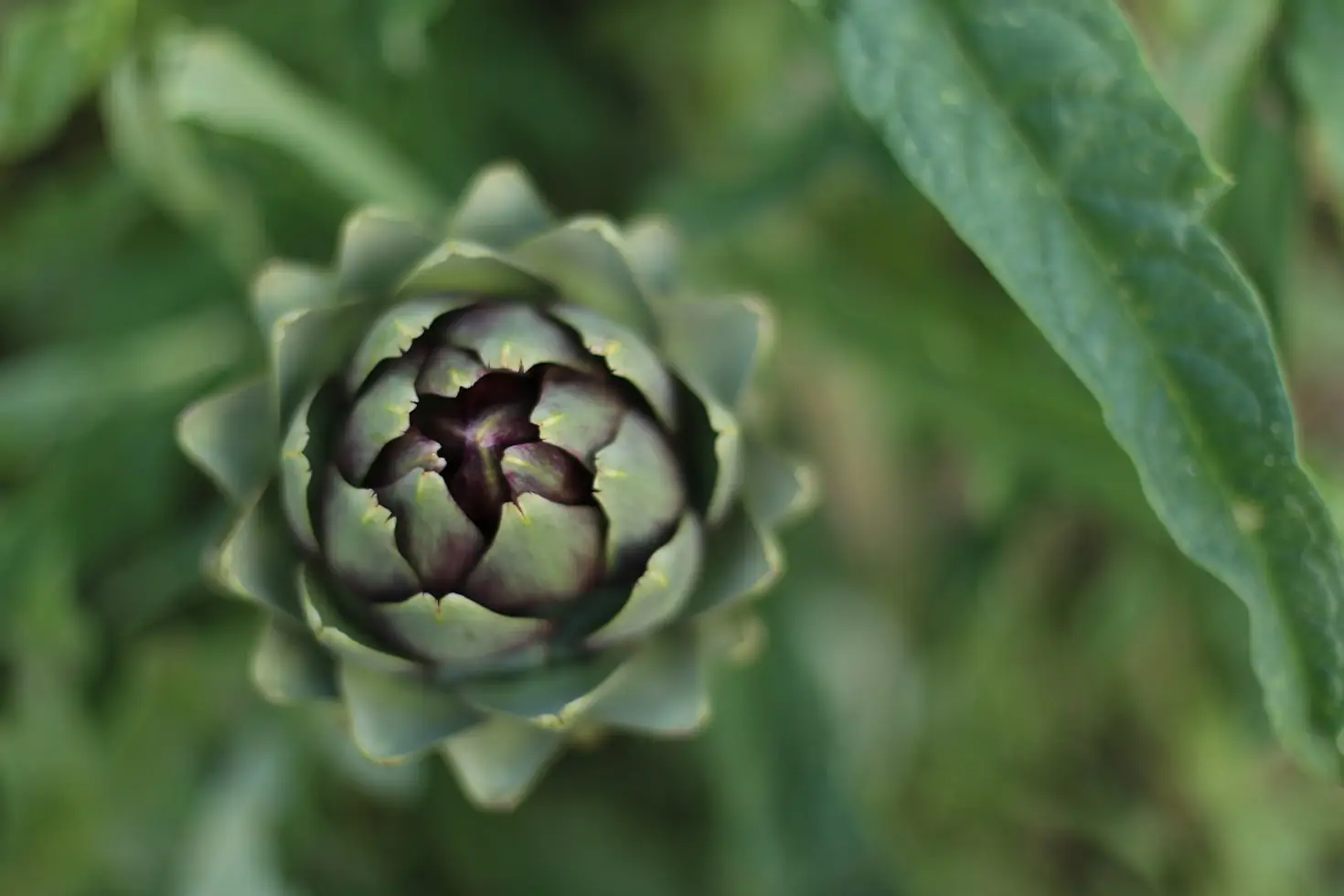 Agriculture Biologique