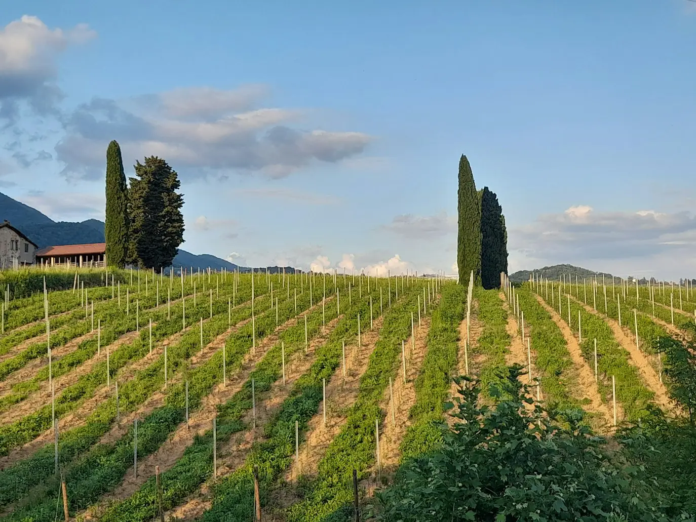 Best Organic Farms in Italy