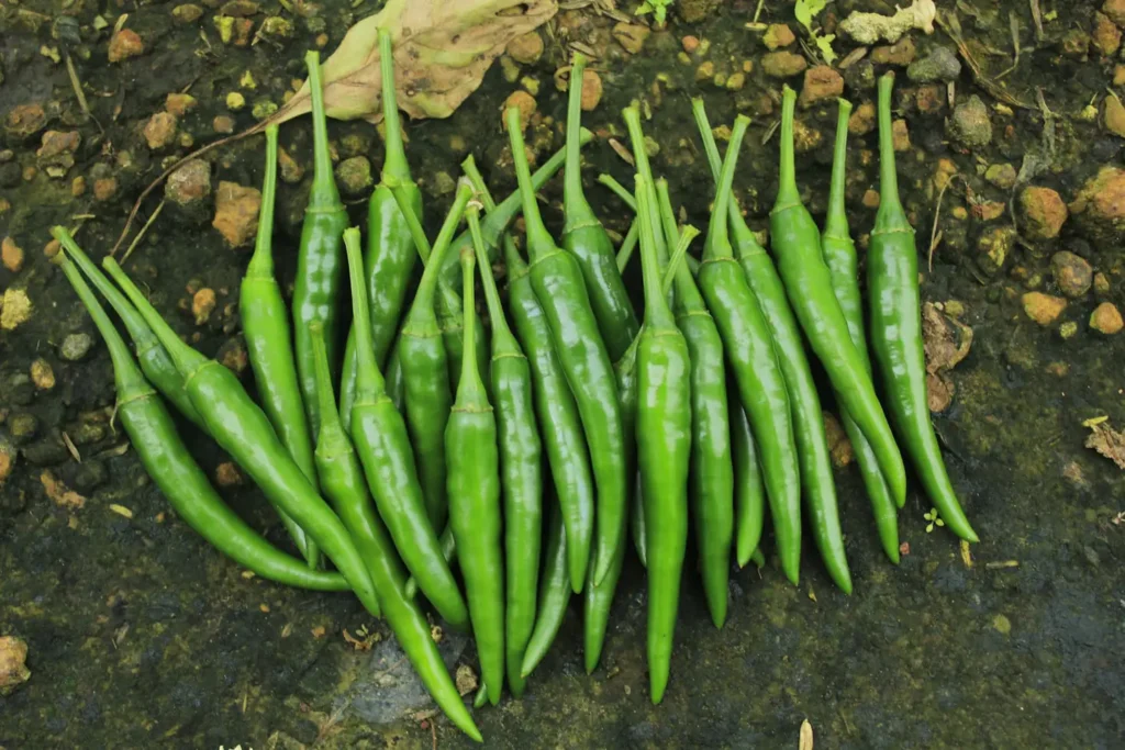 Bush Beans Square Foot Gardening