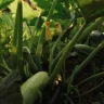 Square Foot Gardening Zucchini