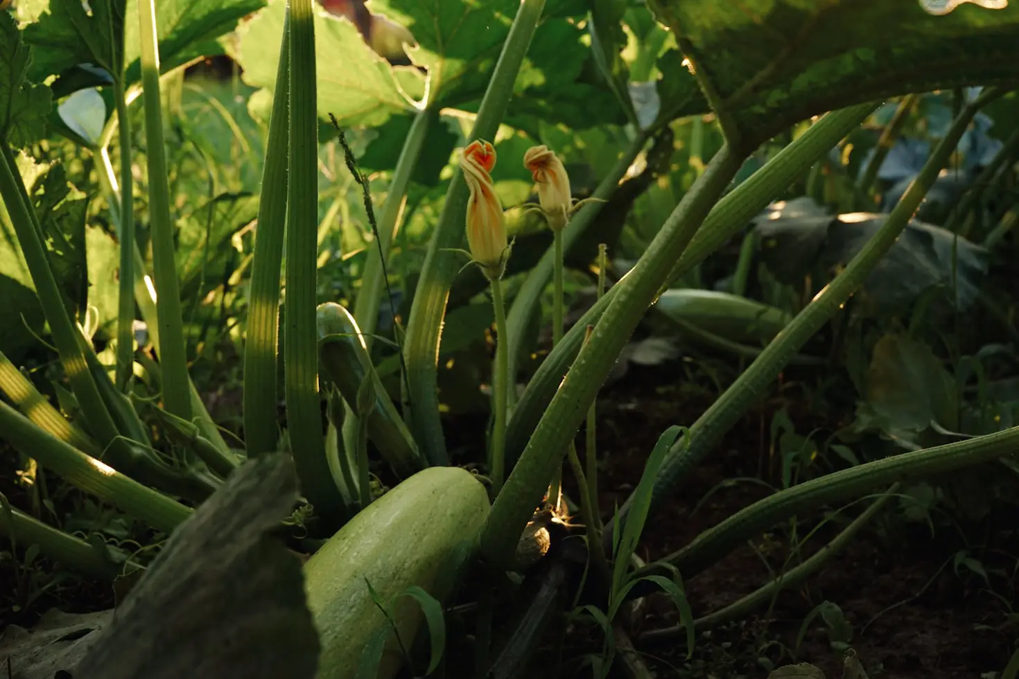 Square Foot Gardening Zucchini
