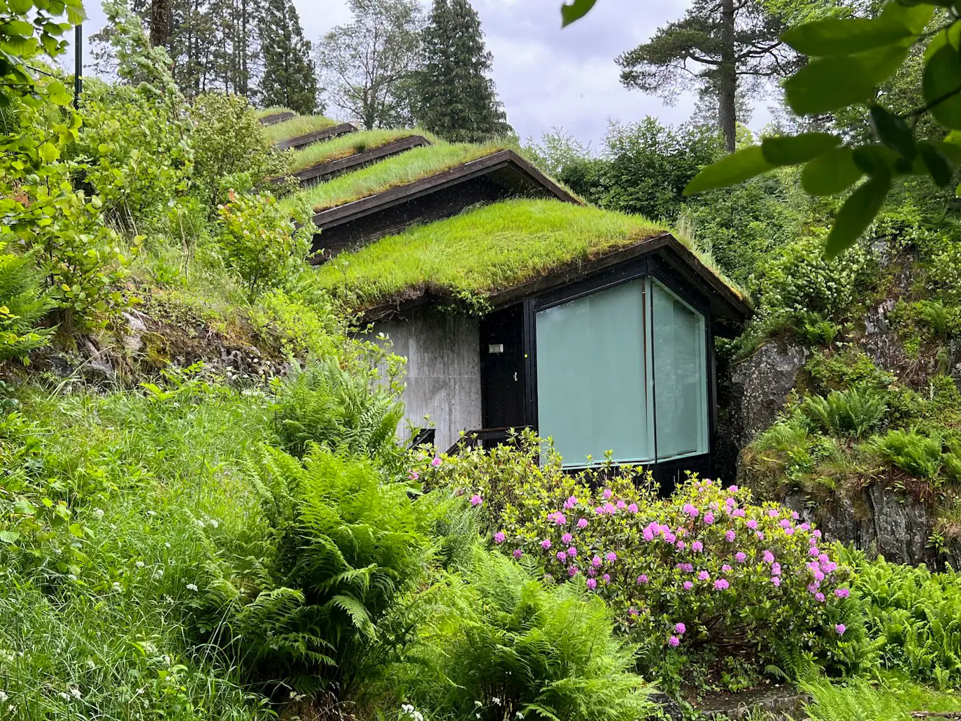 DIY green roof Portland