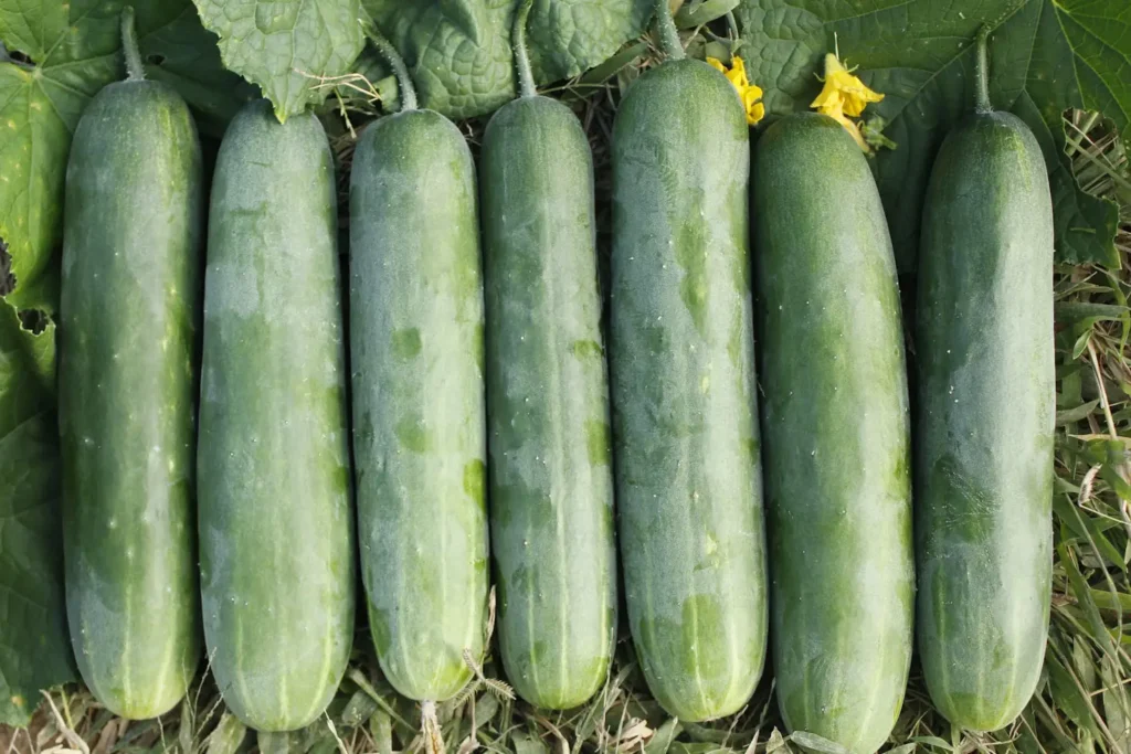 square foot gardening cucumbers