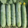 square foot gardening cucumbers
