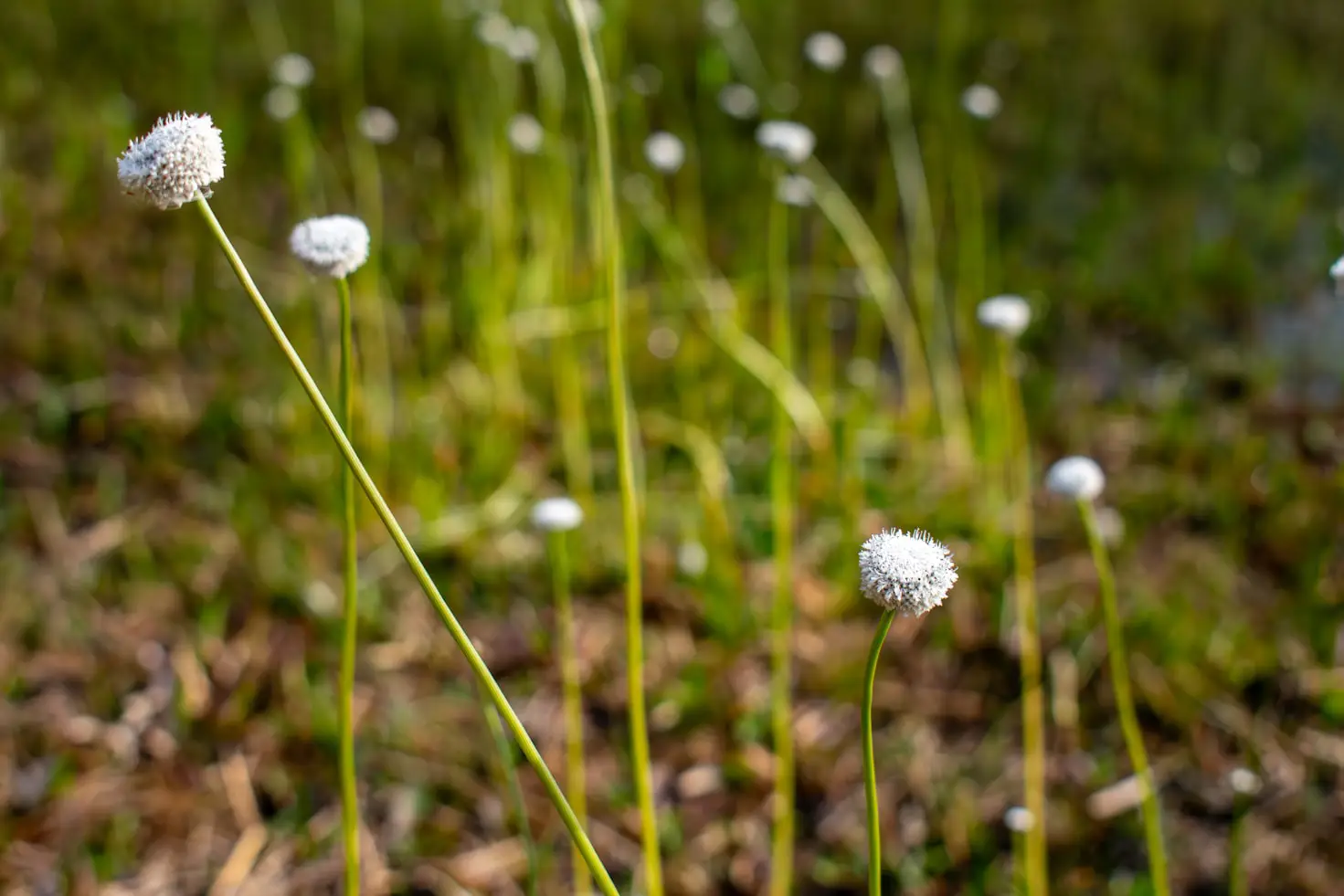 Bog Flowers