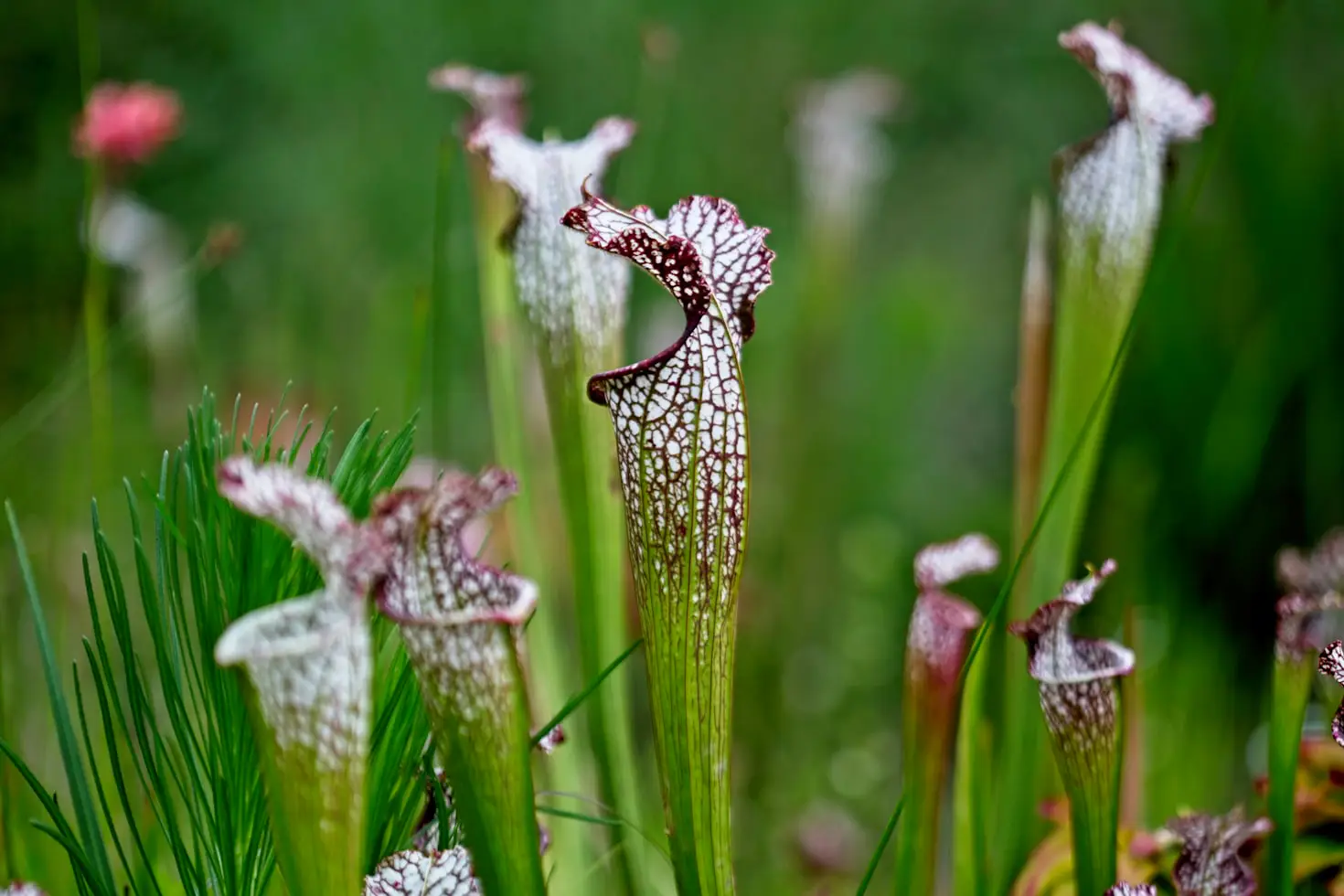Bog Plants