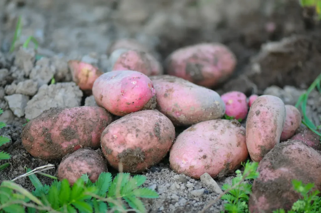 Container potato gardening