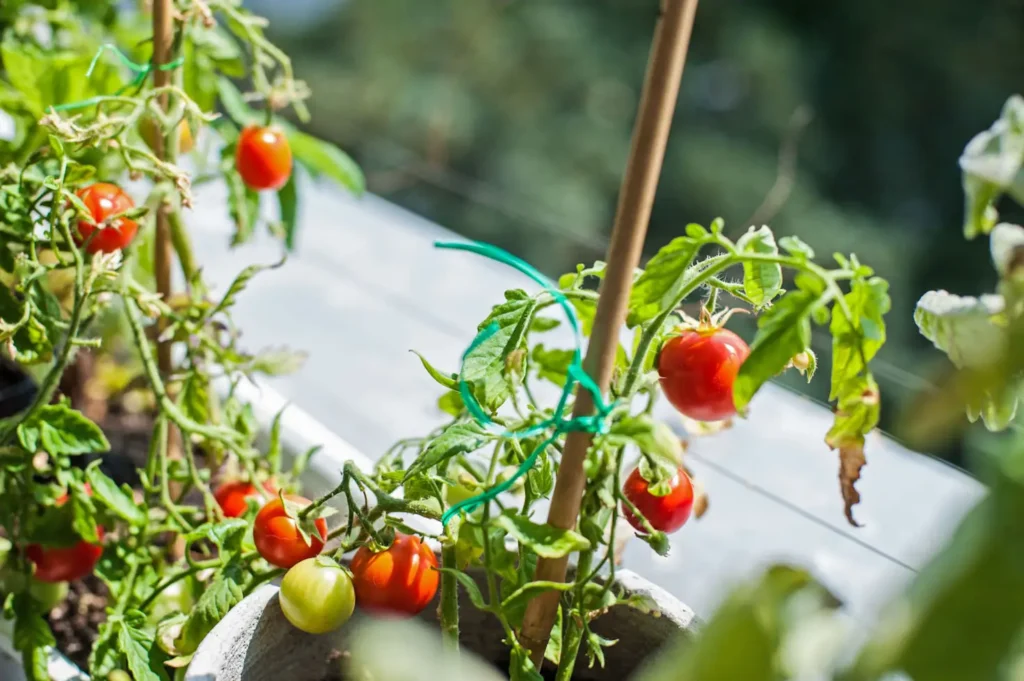 How to Plant Tomatoes in a Raised Bed