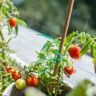How to Plant Tomatoes in a Raised Bed