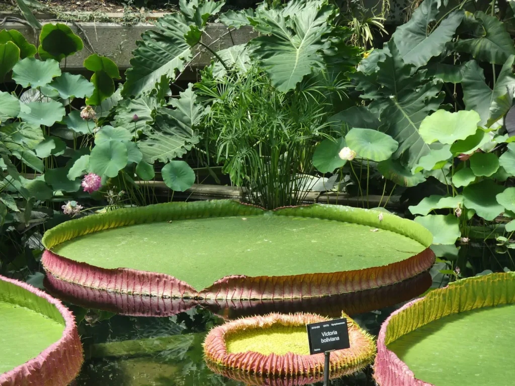 Large Garden Tray 100 Gallon