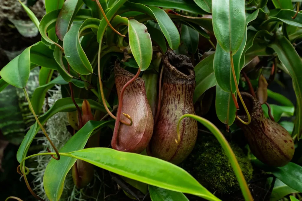 Pitcher Plant Bogs