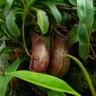 Pitcher Plant Bogs
