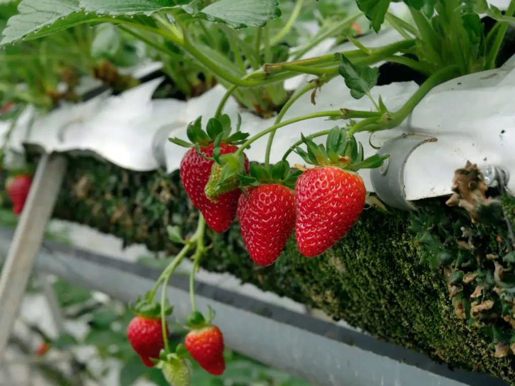 What to Plant with Strawberries in Raised Bed
