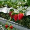 What to Plant with Strawberries in Raised Bed