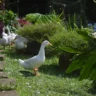 Will ducks eat my garden