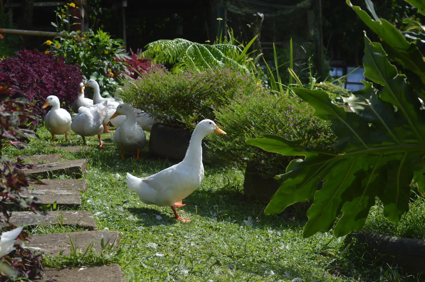 Will ducks eat my garden