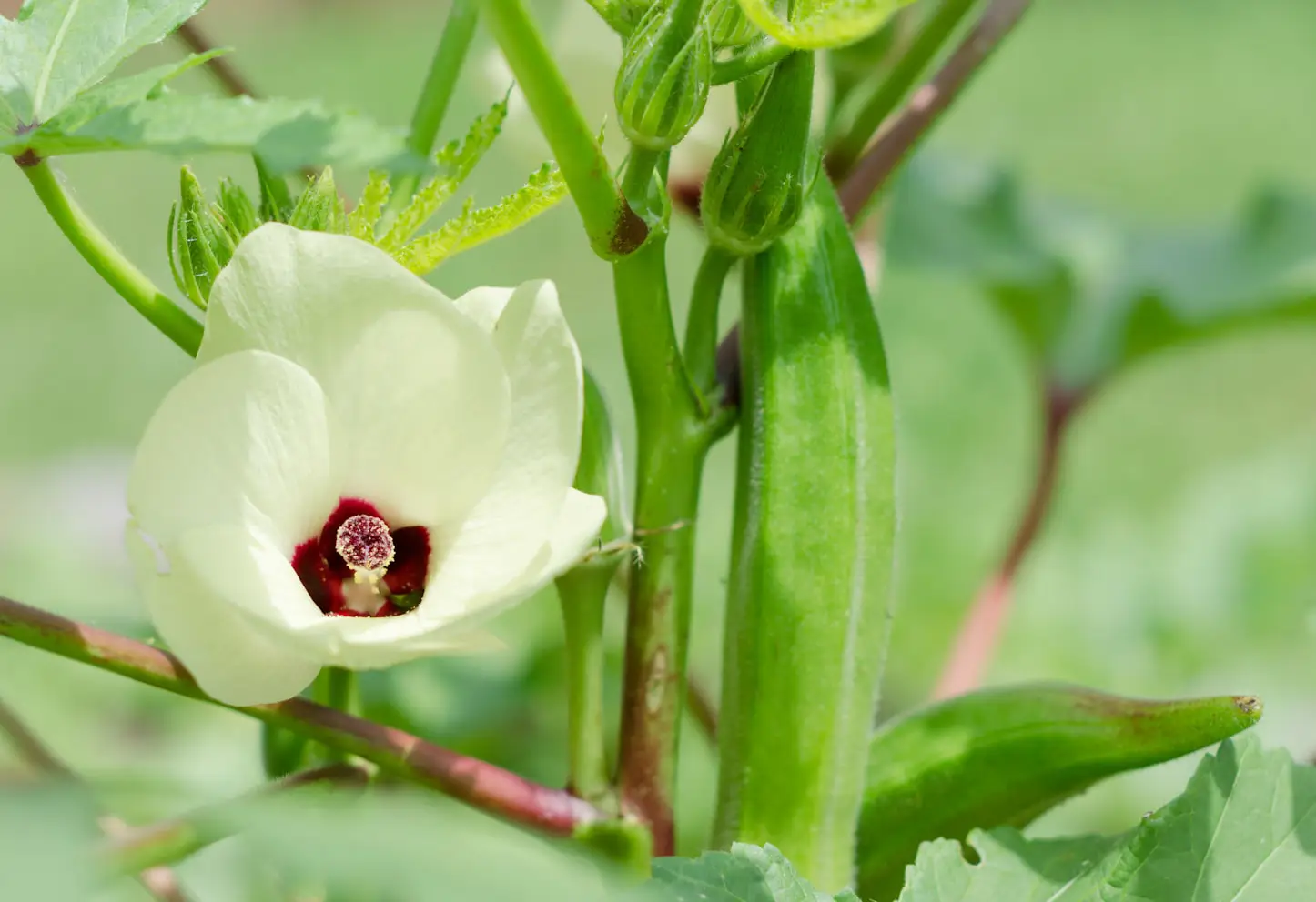 cutting garden flowers