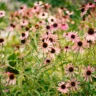 easy to grow perennials