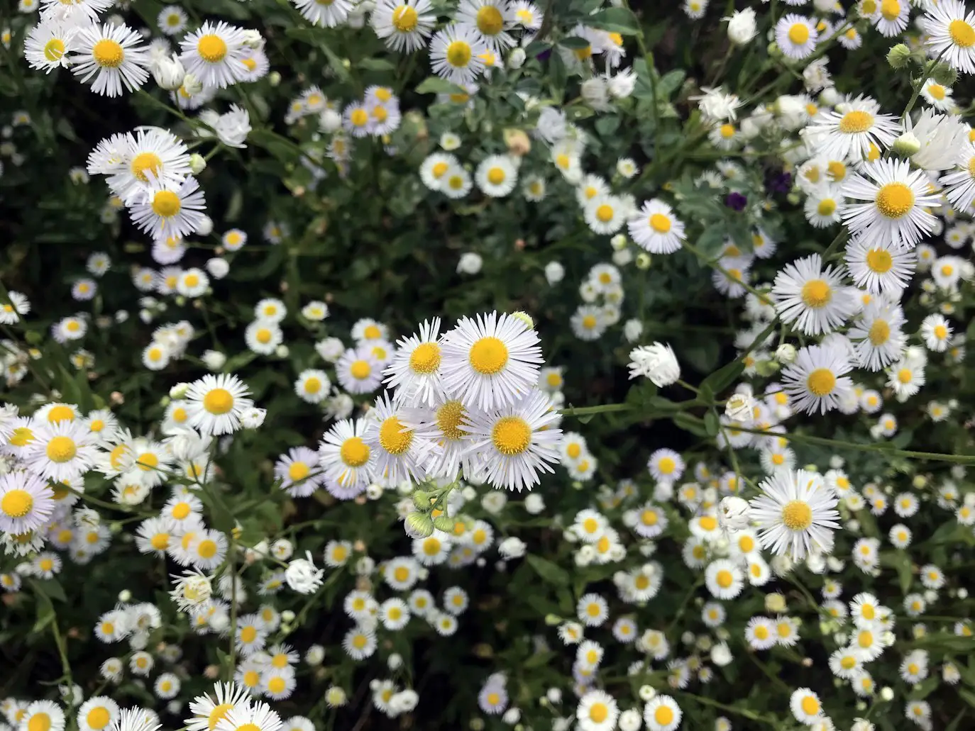 flower garden designs