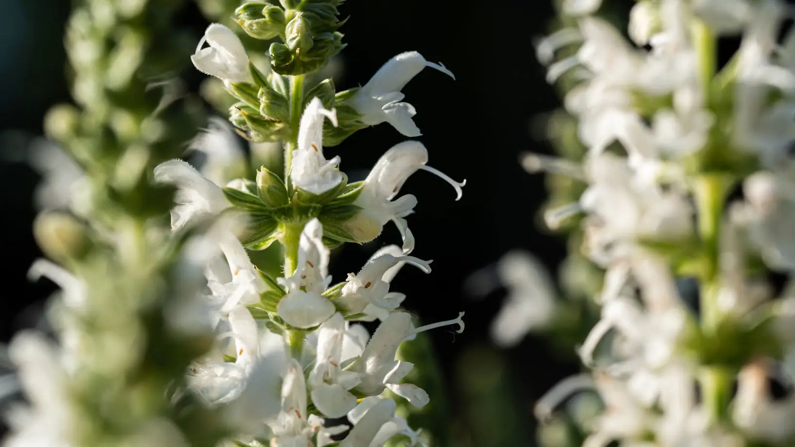 flowers plant in spring