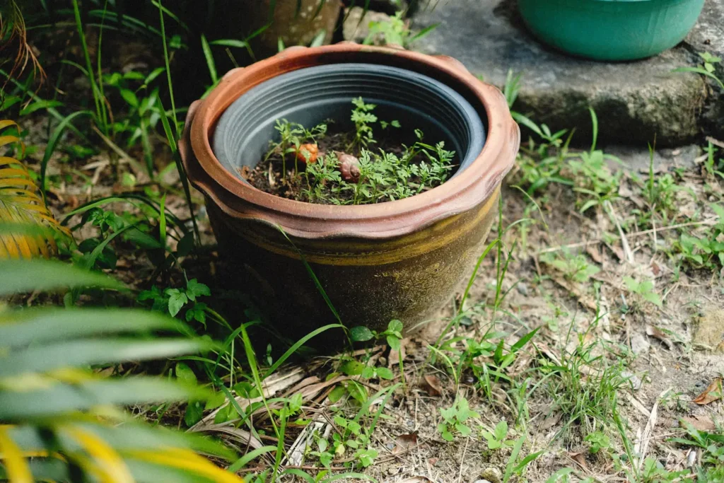 growing vegetable plants in pots