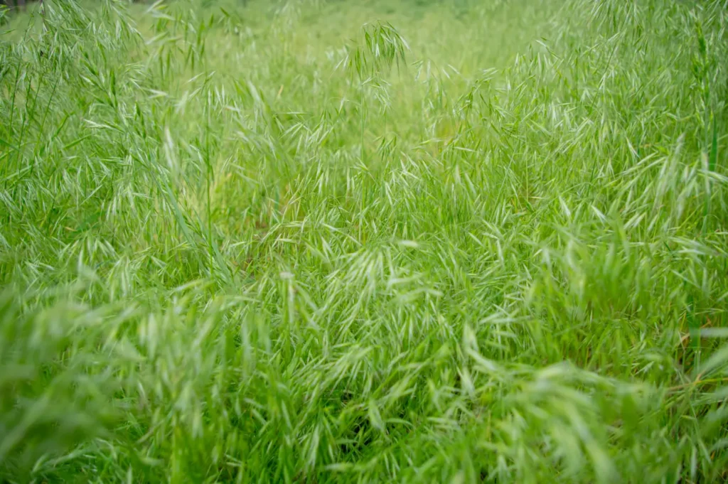 A Tall Grass That Grows in Wet Areas