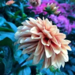 Best Flowers for a Cut Garden