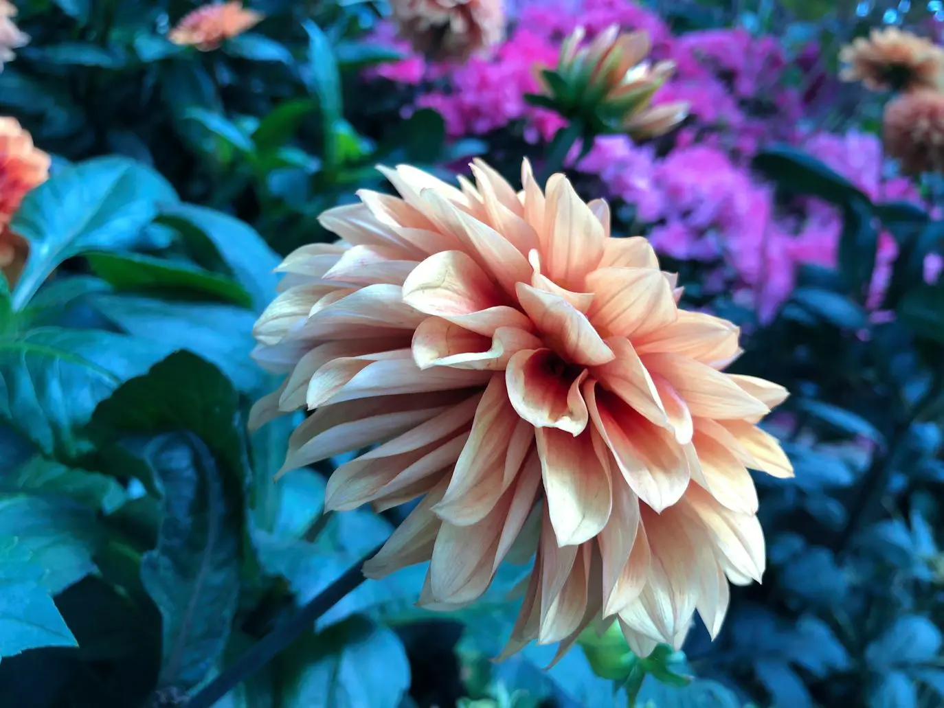 Best Flowers for a Cut Garden