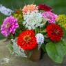 Best Flowers to Grow in Containers