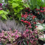 Best Outdoor Plants and Flowers