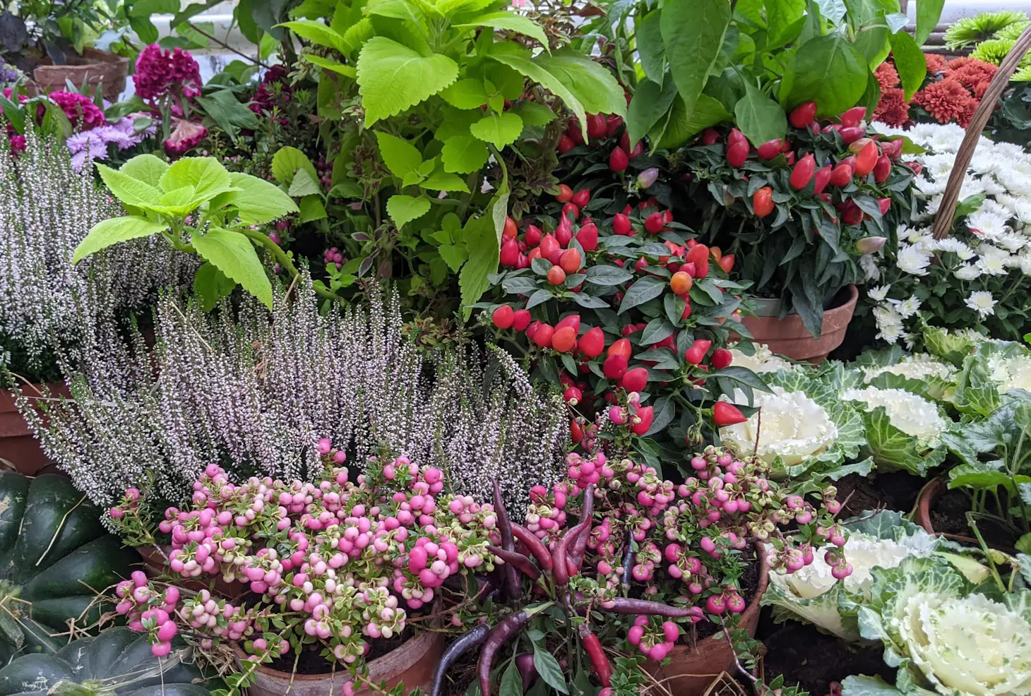 Best Outdoor Plants and Flowers