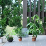 Best Outdoor Plants for Containers