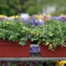 Best Perennial Plants for Containers