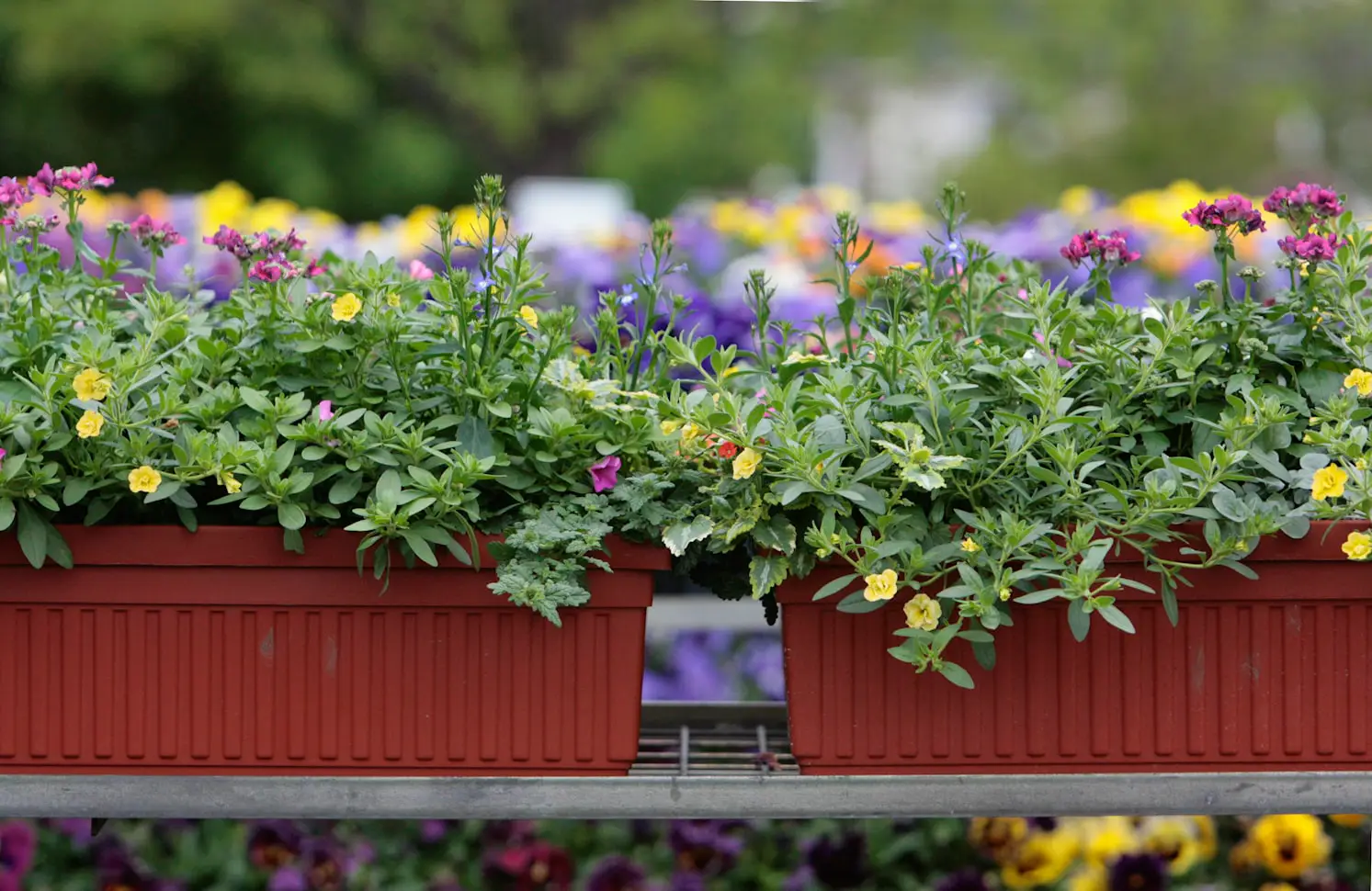 Best Perennial Plants for Containers